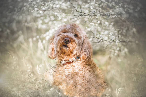 Cute Labradoodle Breed Dog Park Blooming Tree — Stock Photo, Image