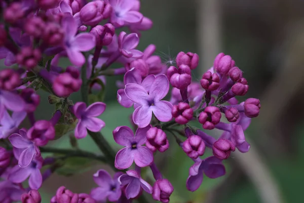 Een Close Van Een Tak Van Lila Bloemen Met Bladeren — Stockfoto