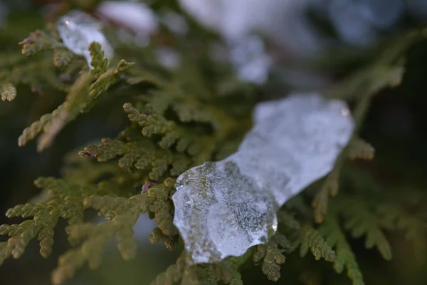 Selective Focus Fir Branch Partially Covered Iced Snow — Stock Photo, Image