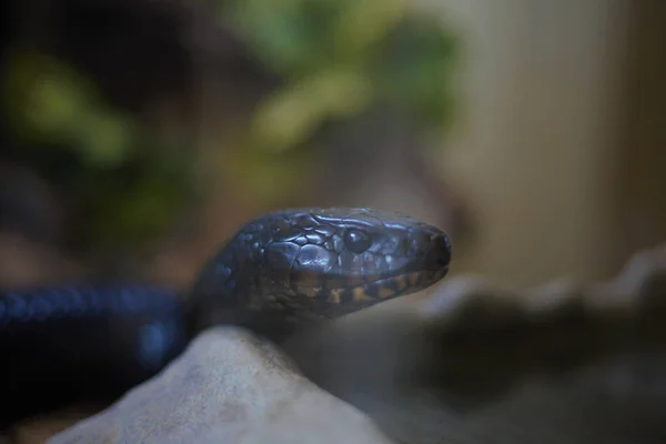 A selective focus shot of a black mamba snake reptile