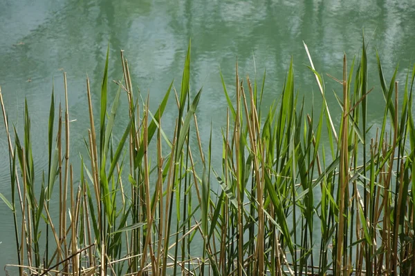 Fragmitas Verdes Hierba Orilla Stichkanal Hildesheim Canal Lateral Del Canal —  Fotos de Stock