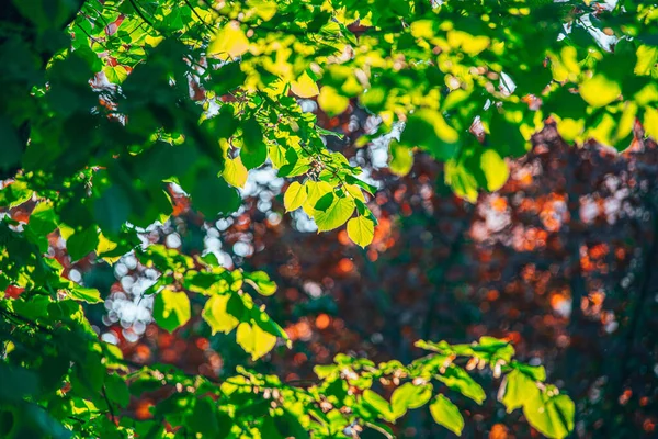 Листья Бука Выглядят Желтыми Солнечным Светом — стоковое фото