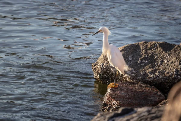 Une Grande Aigrette Blanche Perchée Sur Rocher Regardant Mer Par — Photo