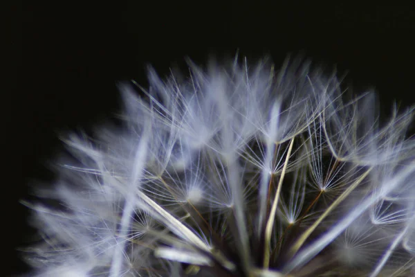 Macro Scatto Dente Leone Sfondo Nero — Foto Stock