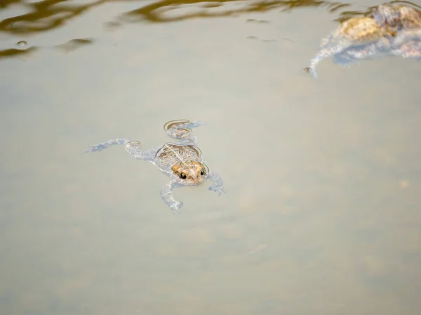 Cane Toad Spawning Pond Its Natural Habitat Spring — Stock Photo, Image