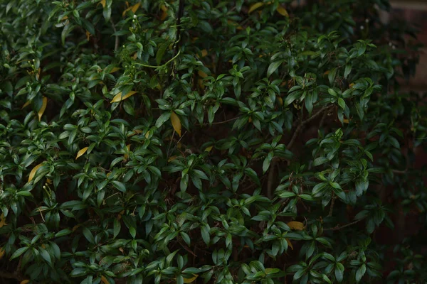 ジャスミンの葉の美しいショット — ストック写真