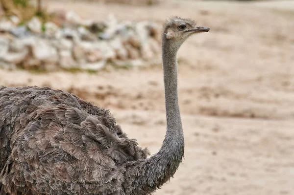 Portrait Ostrich Struthio Camelus Profile Looking Forward Its Long Neck — Stock Photo, Image