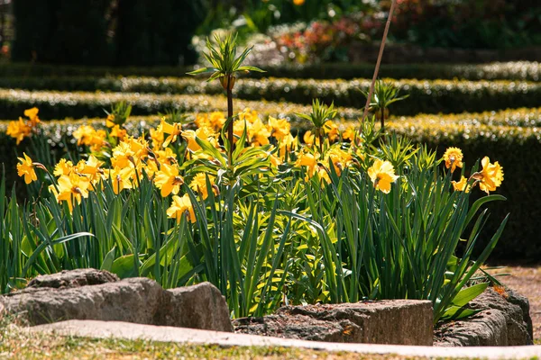 Flor Amarela Daffodil Selvagem Campo Sob Luz Solar — Fotografia de Stock