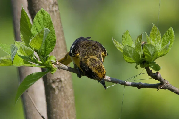 Cute Yellow Black Baltimore Oriole Trying Untangle Fishing Line Twig — Stock Photo, Image