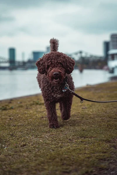 Cute Brown Lagotto Romagnolo Park — Stock Photo, Image