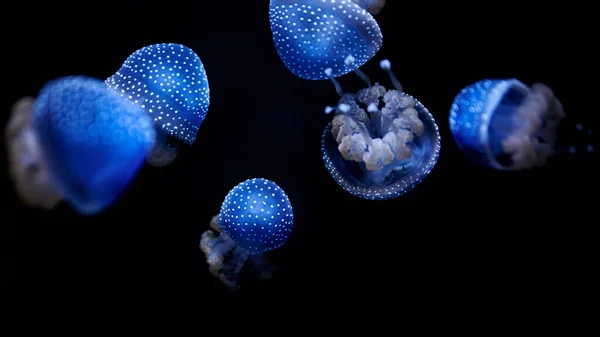 Australian Spotted Jellyfish Phyllorhiza Punctata Iluminado Azul Nadando Água Fundo — Fotografia de Stock