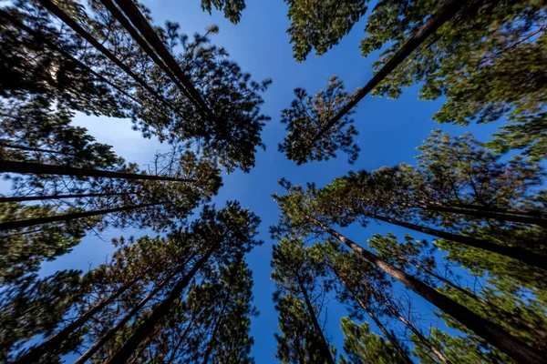 Una Vista Angolo Basso Bellissimi Pini Alti Una Foresta — Foto Stock