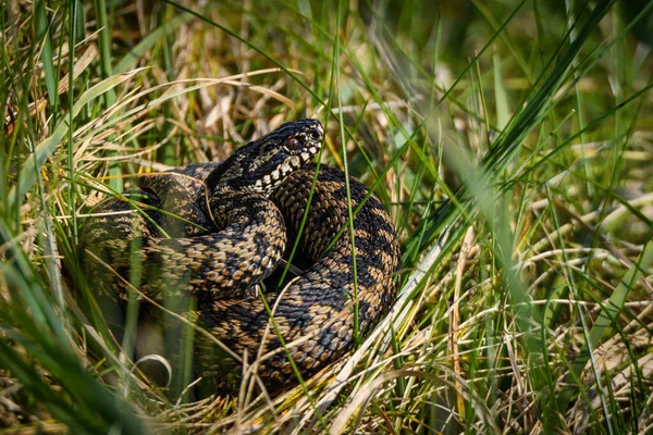 Common European Adder takes advantage of the spring sun rays to warm up