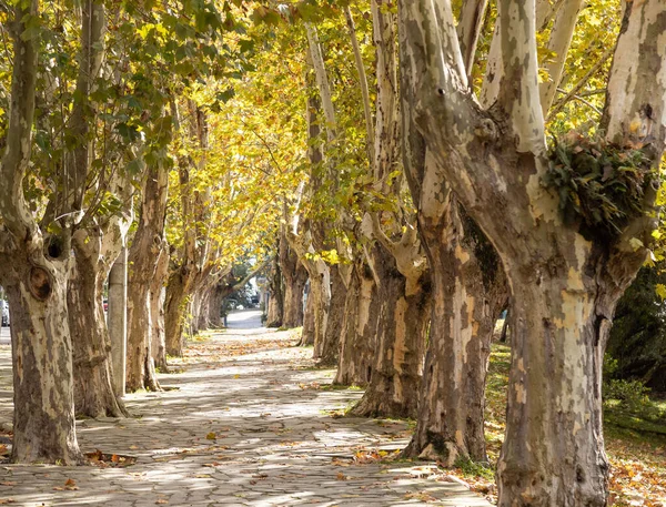 プラタナスの木と秋の葉は ブラジルのリオグランデ スル州 カシアス スルにあるParque Dos Macaquinhos地区の歩道にあります — ストック写真