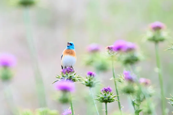 Beautiful Shot Lazuli Bunting Bird Sitting Thistle Plants Singing — Stock Photo, Image