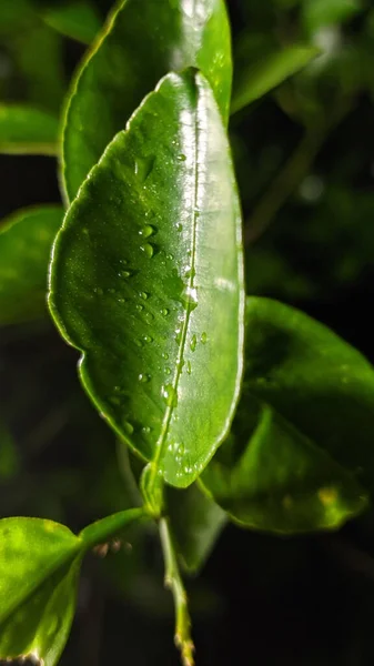 绿叶上水滴的垂直特写 — 图库照片
