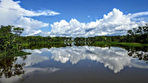 ブラジル マナウス近くのアマゾンの沖積の土地に反射する木々と曇り空の美しいシーン — ストック写真