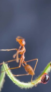 A vertical footage of a small ant licking and moving its feet in a blurred background