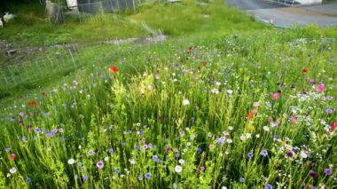 Yaban çiçeği bahçesinin insansız hava aracı görüntüsü.