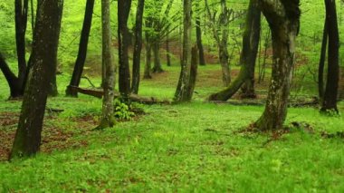 Islak zeminde yeşil çimenlerin ve yağmurdan sonra ormanda yosunlu ağaç gövdelerinin güzel manzarası.