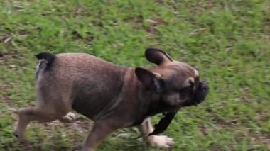 Bahçede bir Fransız Bulldog köpeğinin yakın çekimi.