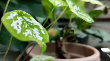 A closeup of wind blowing green leaves