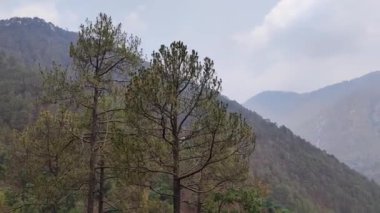 A beautiful view of the Uttarakhand Mountains range, dry trees and mountains with a foggy sky