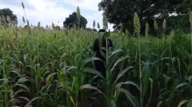 A Mans wearing jeans walking through a green field of grass. A farmer walks agriculture concept. Back View of Men's at Agriculture Field,