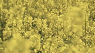 A closeup view of a field of yellow flowers in HD