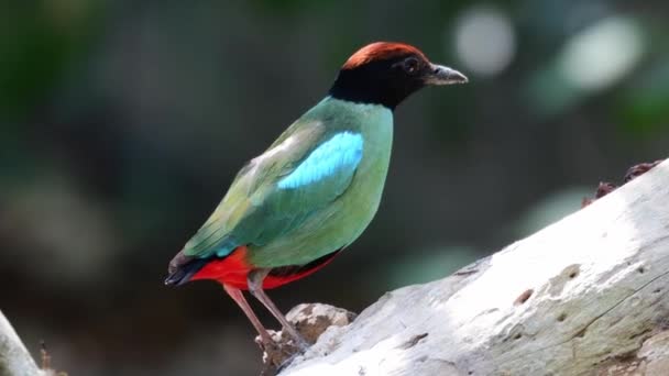 Pajarito Verde Con Capucha Con Campana Roja — Vídeos de Stock