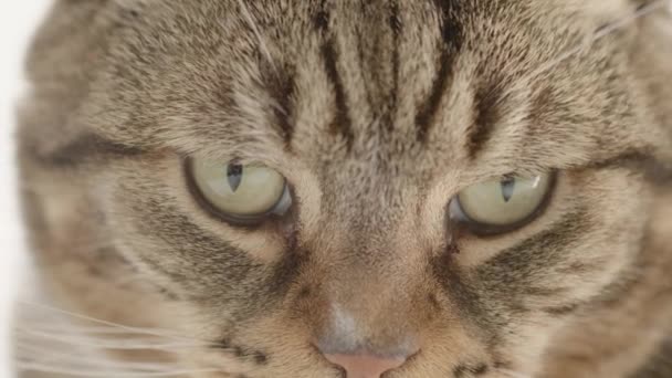 Closeup Footage Striped Tabby Cat Head — Video