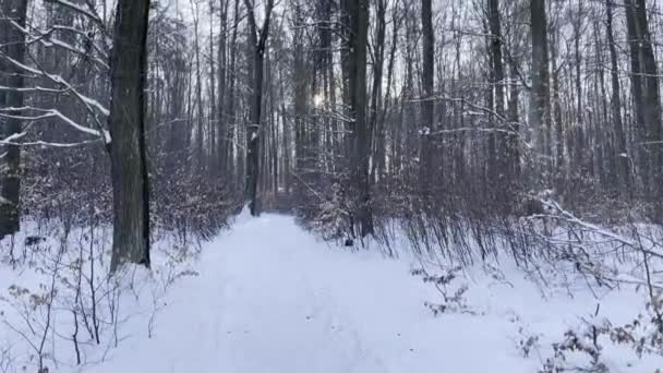 Walking Snow Covered Deciduous Forest Winter People Peacefu — Stockvideo