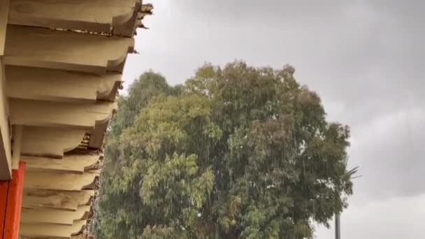 Сильний Дощ Кількома Деревами Фоні Відкритому Повітрі — стокове відео