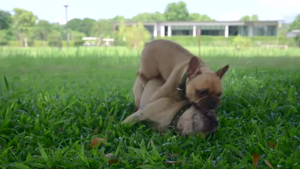 Two French Bulldogs Playing Together Field — Vídeo de Stock