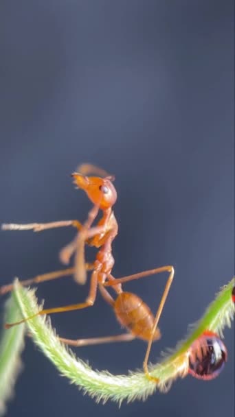 Vertical Footage Small Ant Licking Moving Its Feet Blurred Background — Stok video