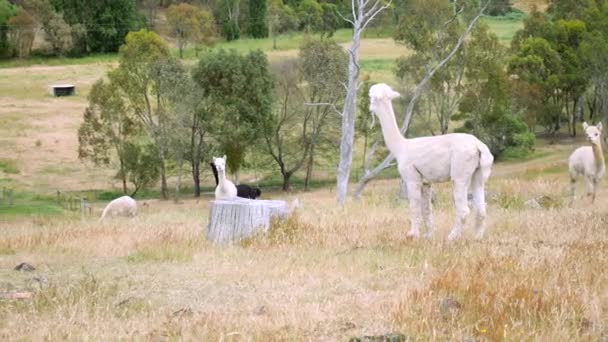 Group Adorable Alpacas Rural Australian Landscape — Video Stock