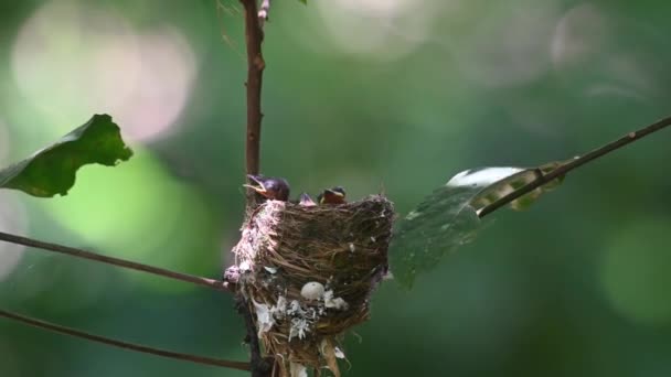 Nestling Having Some Sun Some Meal Black Naped Monarch Hypothymis — Video Stock