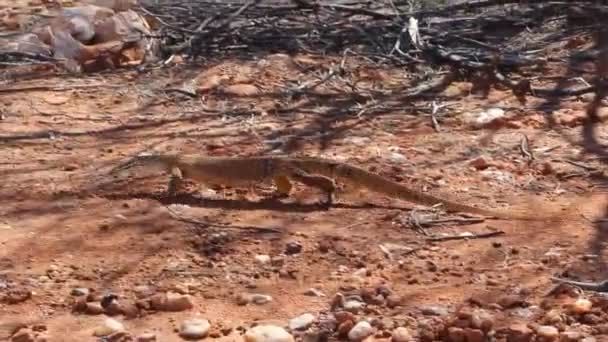 Big Monitor Lizard Walking Stones Sand Wild Plants Its Natural — Stok video