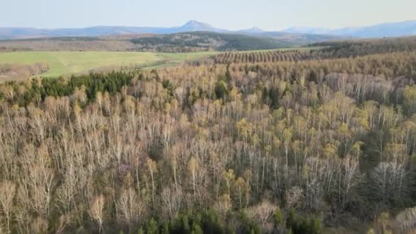 Μια Όμορφη Θέα Drone Ενός Δάσους Γεμάτο Φθινοπωρινά Δέντρα Την — Αρχείο Βίντεο