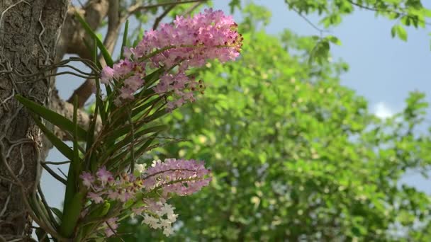 Мягкий Фокус Группы Розовых Орхидей Цветущих Дереве Шелестящими Листьями Заднем — стоковое видео