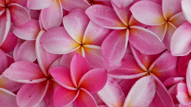 Closeup Footage Spinning Red Frangipani Flowers Background — Stock video