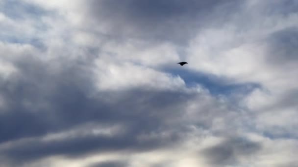 Tracking Footage Seagull Bird Flies Blue Sky Background — Stockvideo