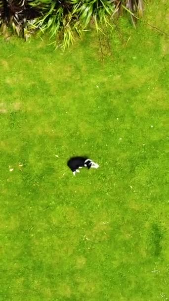 Vertical Drone Shot Border Collie Breed Dog Sitting Field Resting — Vídeos de Stock
