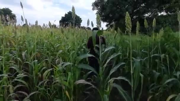 Mans Wearing Jeans Walking Green Field Grass Farmer Walks Agriculture — Stock video