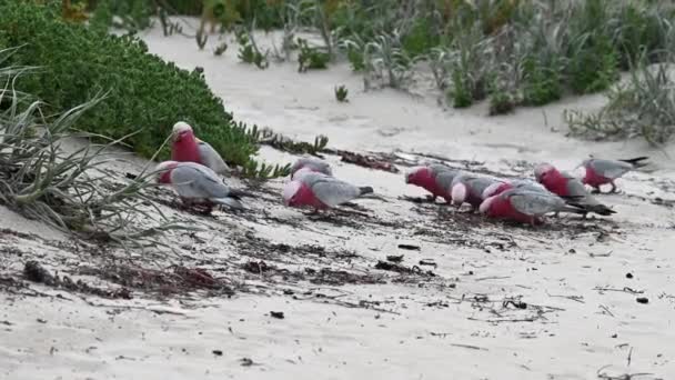 Some Pink Cockatoos Walking Trying Find Some Food Sand — Stockvideo