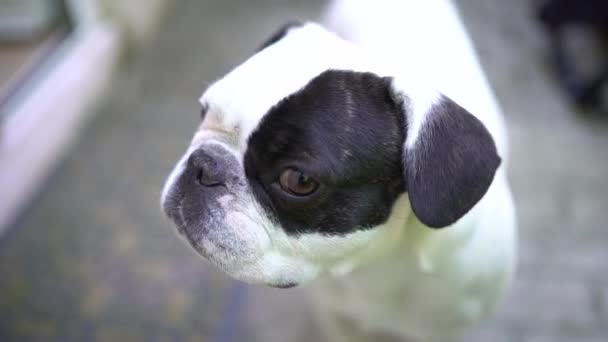Cute White Black French Bulldog — Stock Video