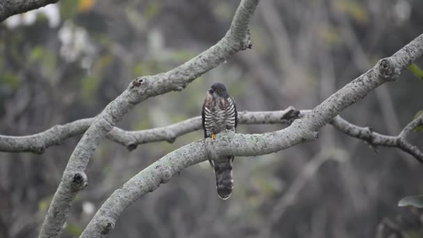 在泰国 一只大鹰杜鹃在树枝上的特写 — 图库视频影像