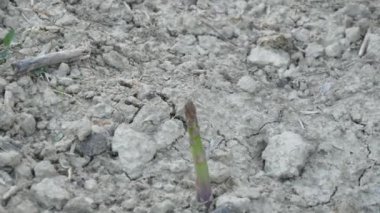 A male budding walnut, focus on hands