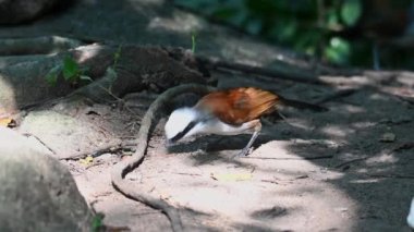 Seen feeding on the forest ground exposed under the morning sun, White-crested Laughingthrush, Garrulax leucolophus, Thailand.