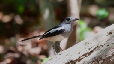 Oriental magpie robin bird feeding chicks